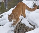 Puma la marche avec beaucoup de furtivité pour capturer des proies. C'est un animal solitaire qui vit en Amérique