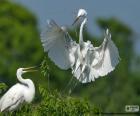 Un couple de grandes aigrettes, faire son nid. C'est un oiseau de grande plume blanche