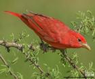 Mâle de Tangara vermillo o piranga vermillon sur une branche, les mâles sont complètement rouge