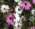 Marguerites mauves et blancs