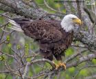 Aigle à tête blanche