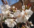 Fleurs d'amandier