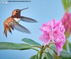 Colibri roux mâle et la fleur