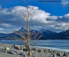 Un arbre mort près du lac