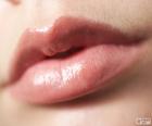 Lèvres de femme