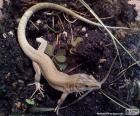 Lézard brun dans le bassin méditerranéen