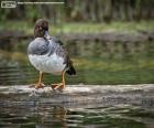 Garrot d'Islande