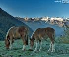 Deux chevaux broutant dans un pré de haute montagne