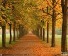 Chemin entre arbres en automne