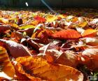 Feuilles mortes en automne