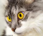 Chat yeux jaunes