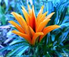 Fleur orange exotique