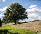 Arbre Sur Le Champ Labouré