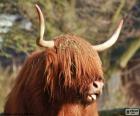 Tête de vache Highland