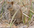 Quokka