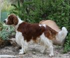 Welsh Springer Spaniel