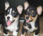 Deux chiots mignons de Welsh Corgi Cardigan