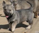 Chiot Vallhund suédois