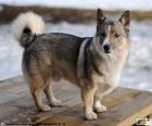 Vallhund suédois