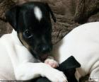 Chiot Terrier japonais