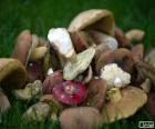 Champignons de divers types