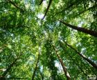 Cime des arbres dans une forêt dense