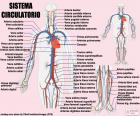 Système circulatoire (espagnol)