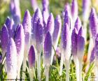 Belles fleurs de safran avec les pétales fermées, mouillés par la rosée du matin