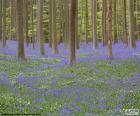 La forêt de Hallerbos, qui ressemble à quelque chose sorti d’un conte de fée avec ses fleurs bleues