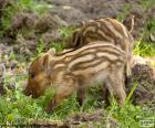 Deux petits rejetons de sangliers dans la forêt