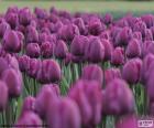 Belles tulipes pourpres