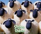 Brebis du troupeau de Shaun