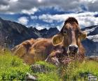 Vache au repos