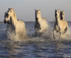 Chevaux dans l’eau