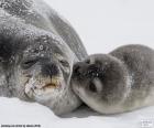 Phoque et son bébé