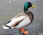 Canard colvert mâle