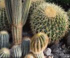 Plusieurs types de cactus tous d’eux d’épines