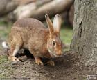 Lapin à la recherche de quelques racines pour mange à côté du tronc d’un arbre