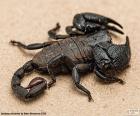 Scorpion empereur