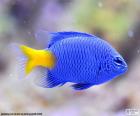 Poisson clown bleu