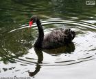 Cygne noir, nageant dans une mare tranquille, cette espèce est originaire d’Australie