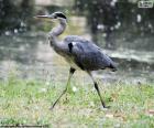 Le héron cendré est un oiseau aquatique de long cou et les jambes, plumage principalement gris