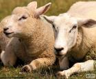 Deux moutons