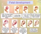 Développement du foetus (anglais)