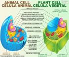 Cellule animale et végétale