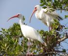 Ibis blanc américain