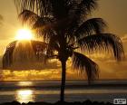 Coucher de soleil, palmier
