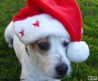 Sympathique chien avec le chapeau de Papa Noel, joyeux Noël