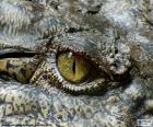 Yeux de crocodile