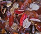 Feuilles d’automne humide